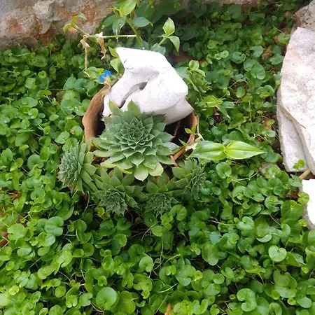 Lenesta Apartament *